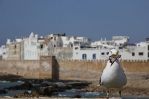 8 days tour from casablanca